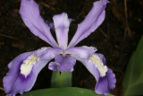 Iris cristata RCP4-07 090.jpg